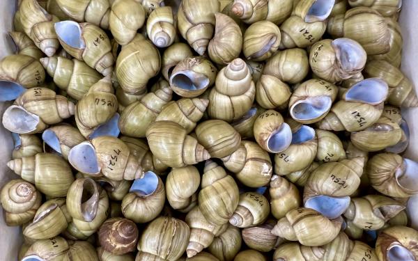 Campeloma sp. snail shells