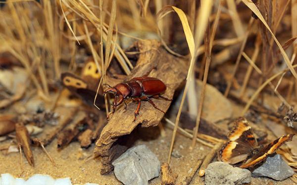 Display of Ohio entomofauna at the Triplehorn Insect Collection.