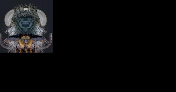 Scientific Wild West: parasitoid wasps among least studied | Museum of ...