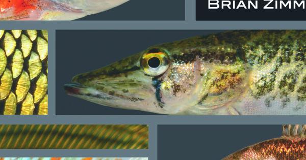 Pre-order A Naturalist's Guide to the Fishes of Ohio | Museum of ...