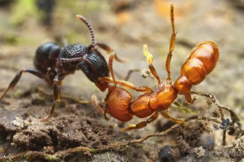 photo of two ants by Alex Wild