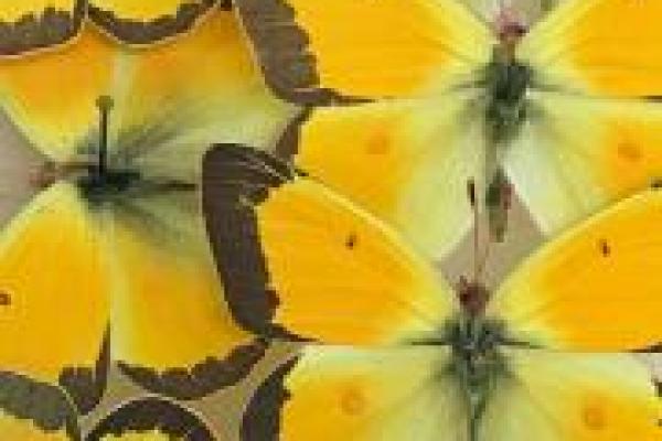 Pieridae butterflies