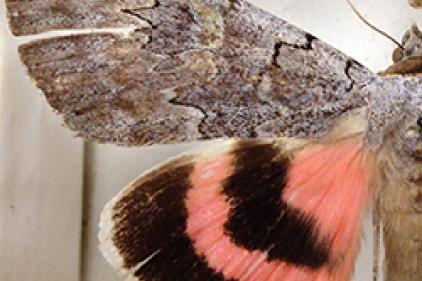 Catacola Moth