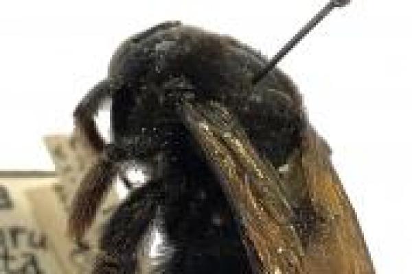 Carpenter bee 