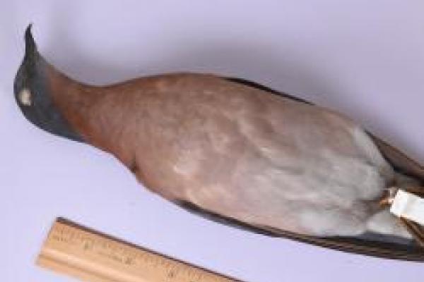 picture of a bird specimen next to a ruler