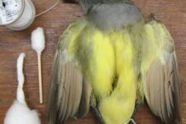 Picture of a yellow feathered bird specimen being prepared 