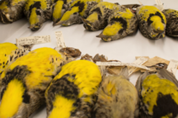 picture of yellow bird specimens lined up along a table