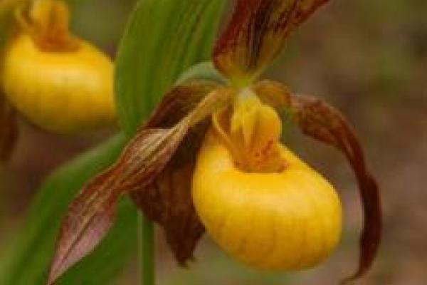picture of Cyp parviflorum pubescens