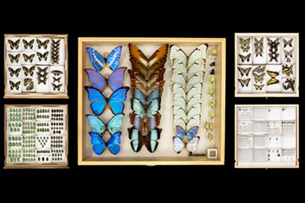 portion of Nelson's photo of a few specimens from Triplehorn Collection