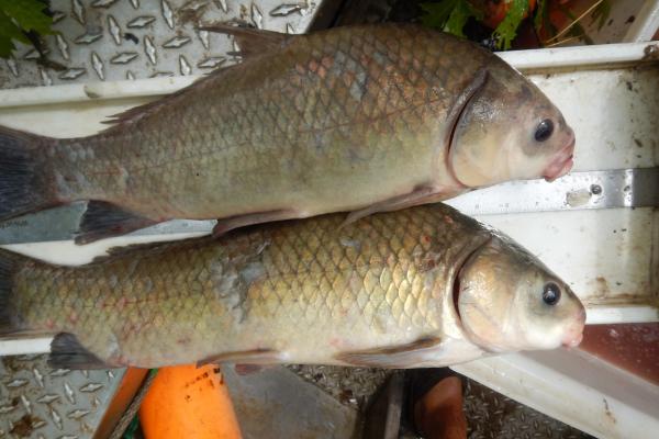 Smallmouth and black buffalo