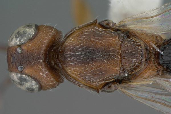 Oxyscelio bicolor, head and thorax dorsal view