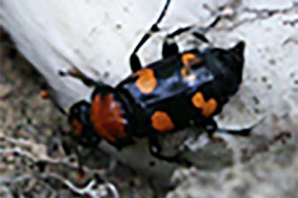 American Burying Beetle