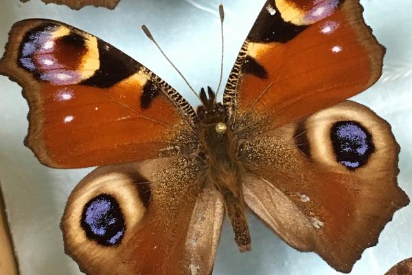 butterfly butterfly