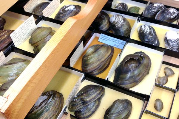 View of specimen drawers in the Mollusc Collection View of specimen drawers in the Mollusc Collection