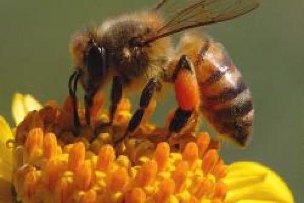 Bug summer camp Honeybee