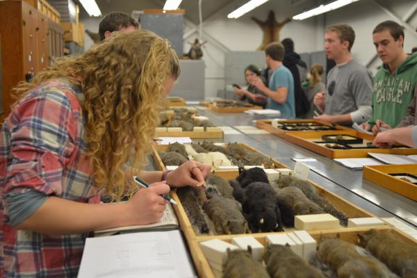 students in the 2011 OSU mammalogy class investigating mammal specimens