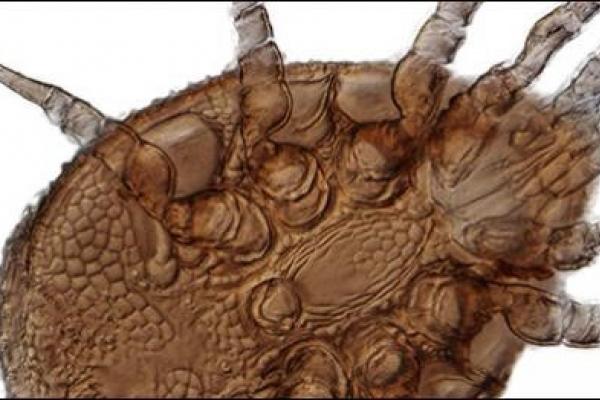 ventral view of mite