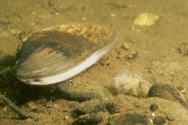Mussel workshop Freshwater mussel