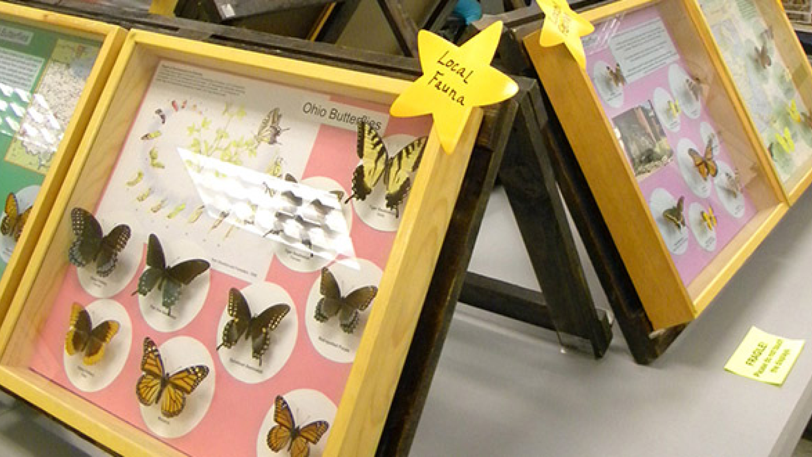 Local fauna of insects on display at the Triplehorn collection