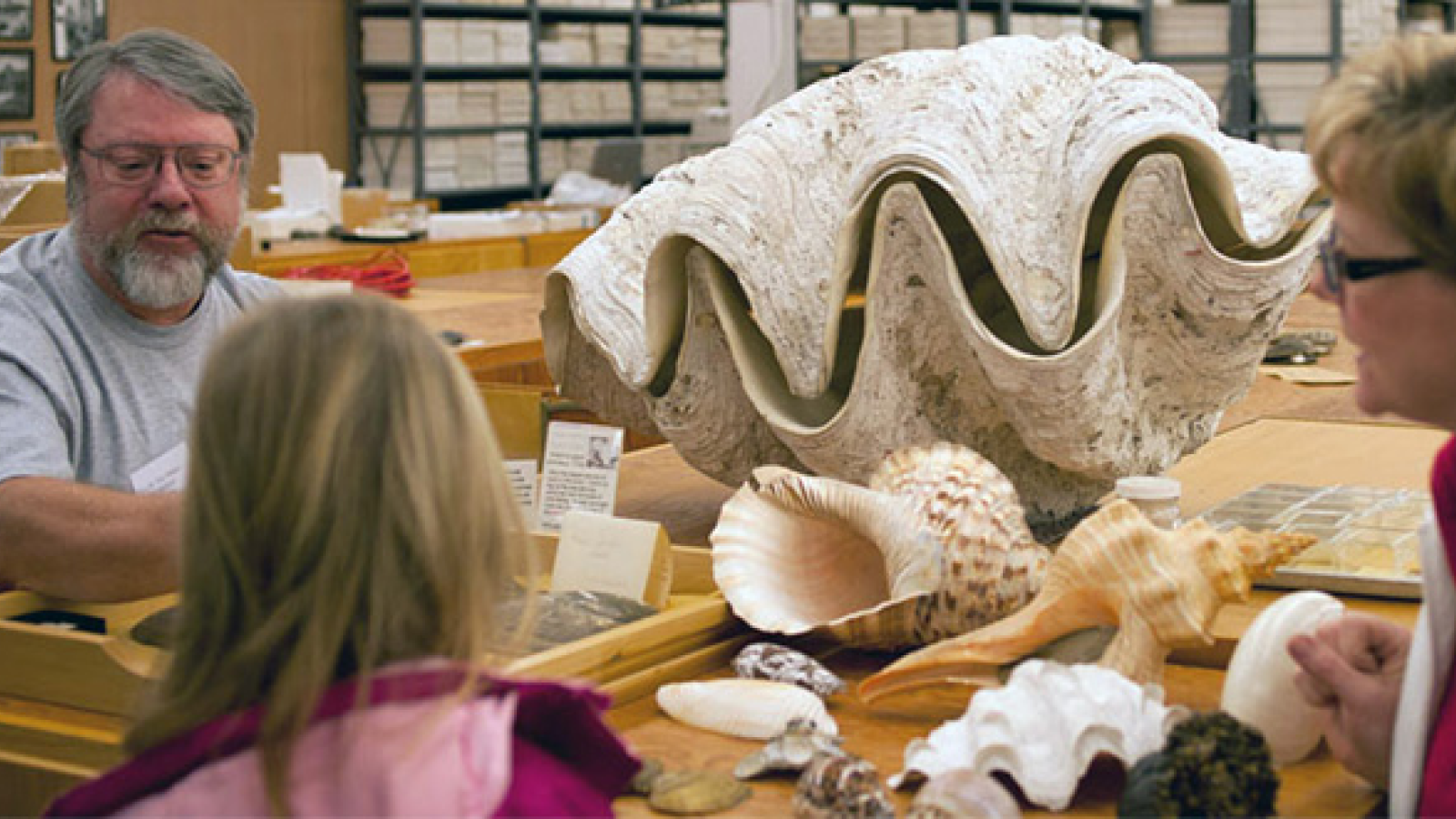 Mollusc collection