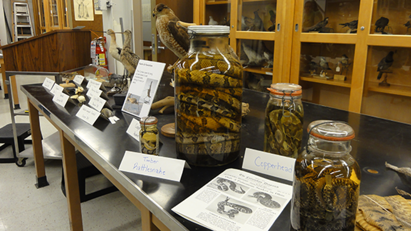 Reptile specimens available for public view at the Tetrapod collection