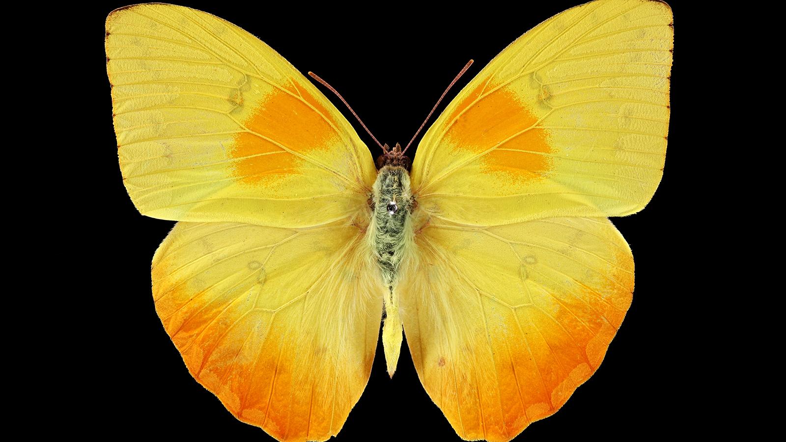 Orange-Barred Sulphur (Phoebis philea)