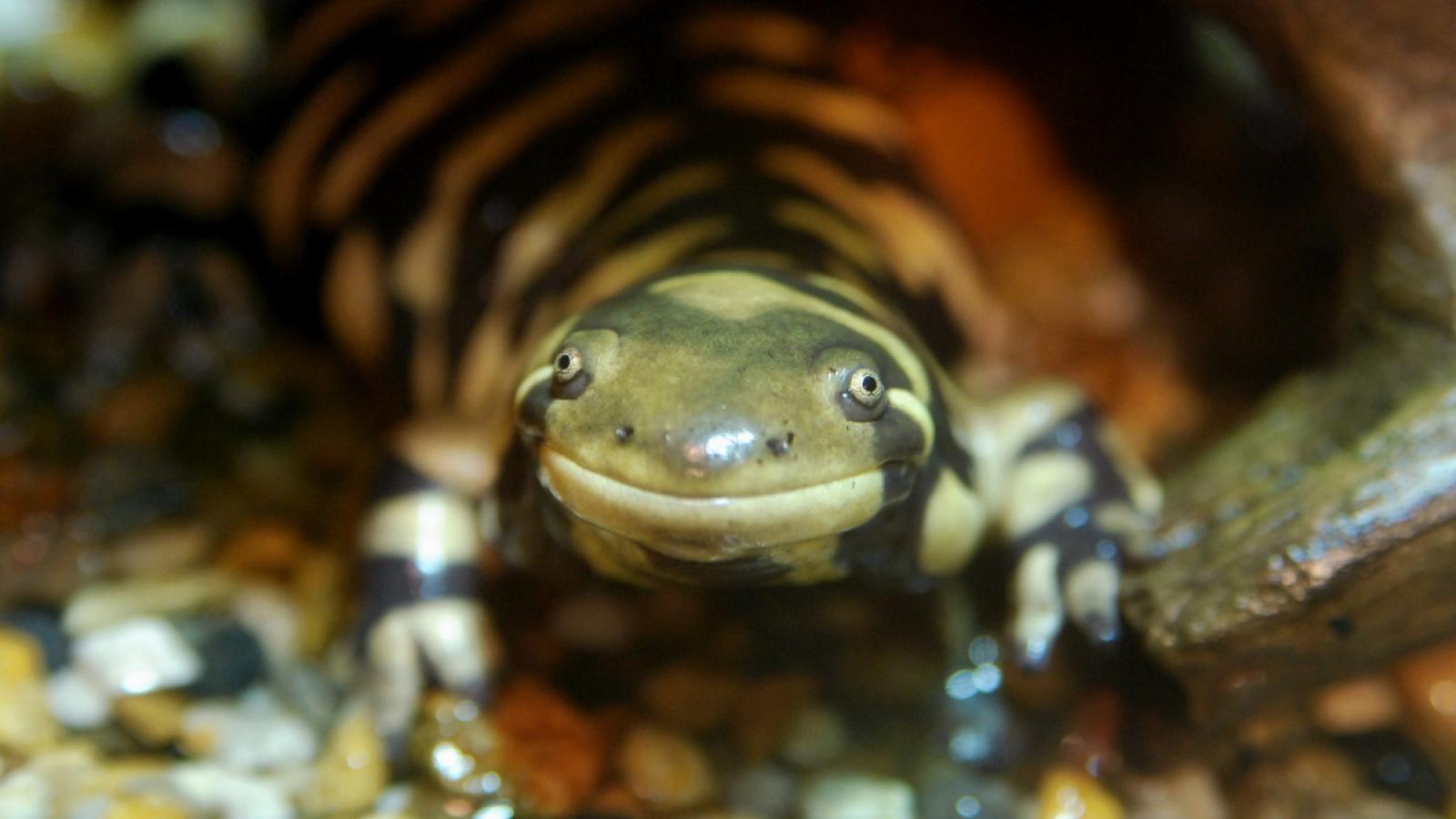 picture of a tiger salamander