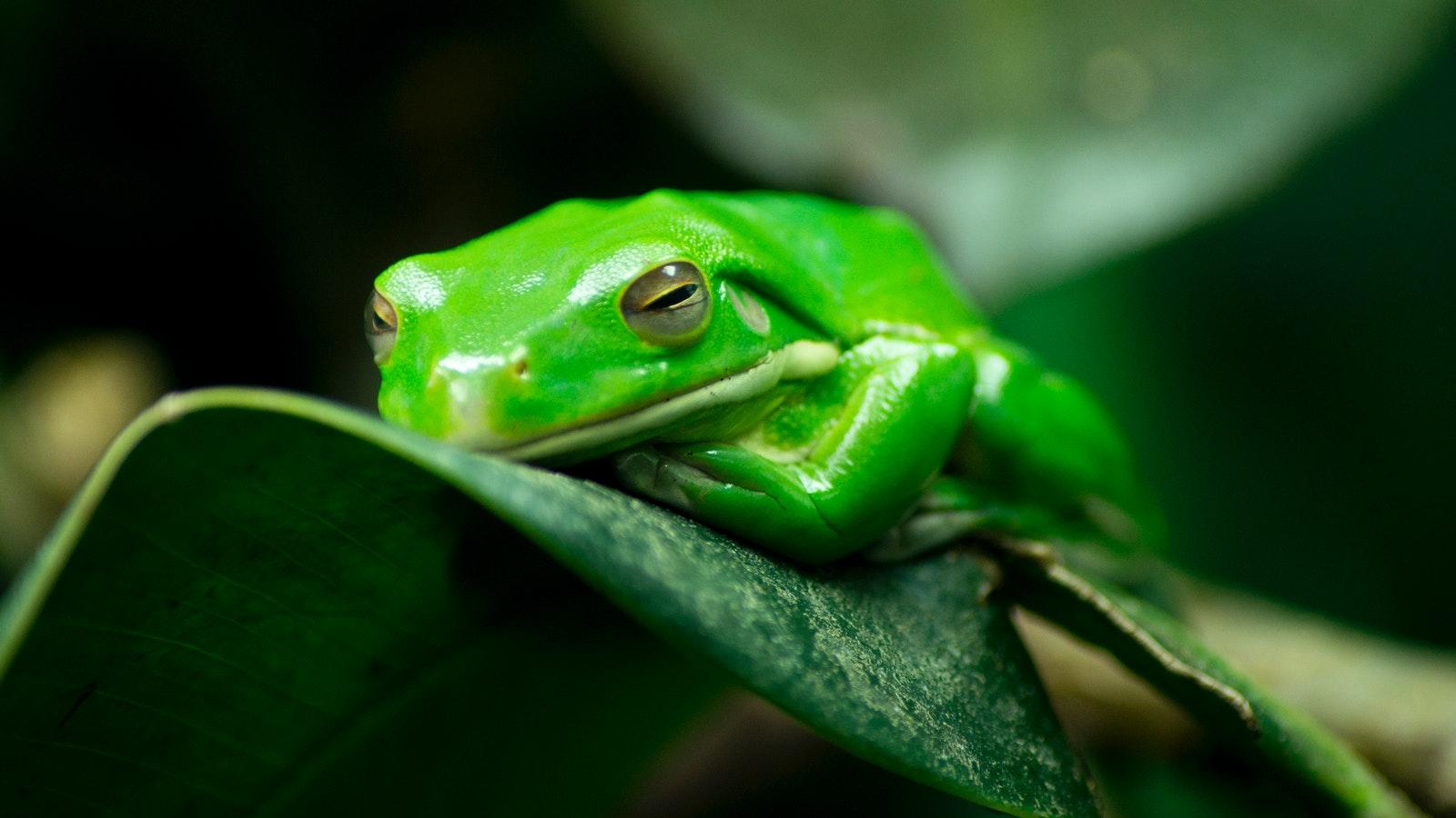 picture of a frog resting