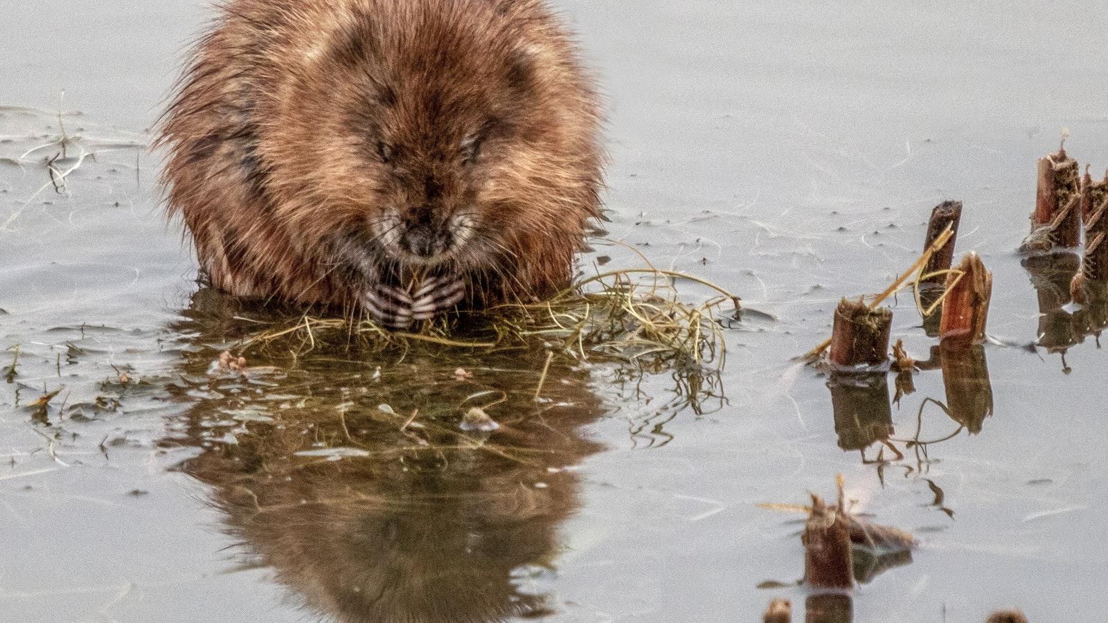 picture of a beaver chewing wood
