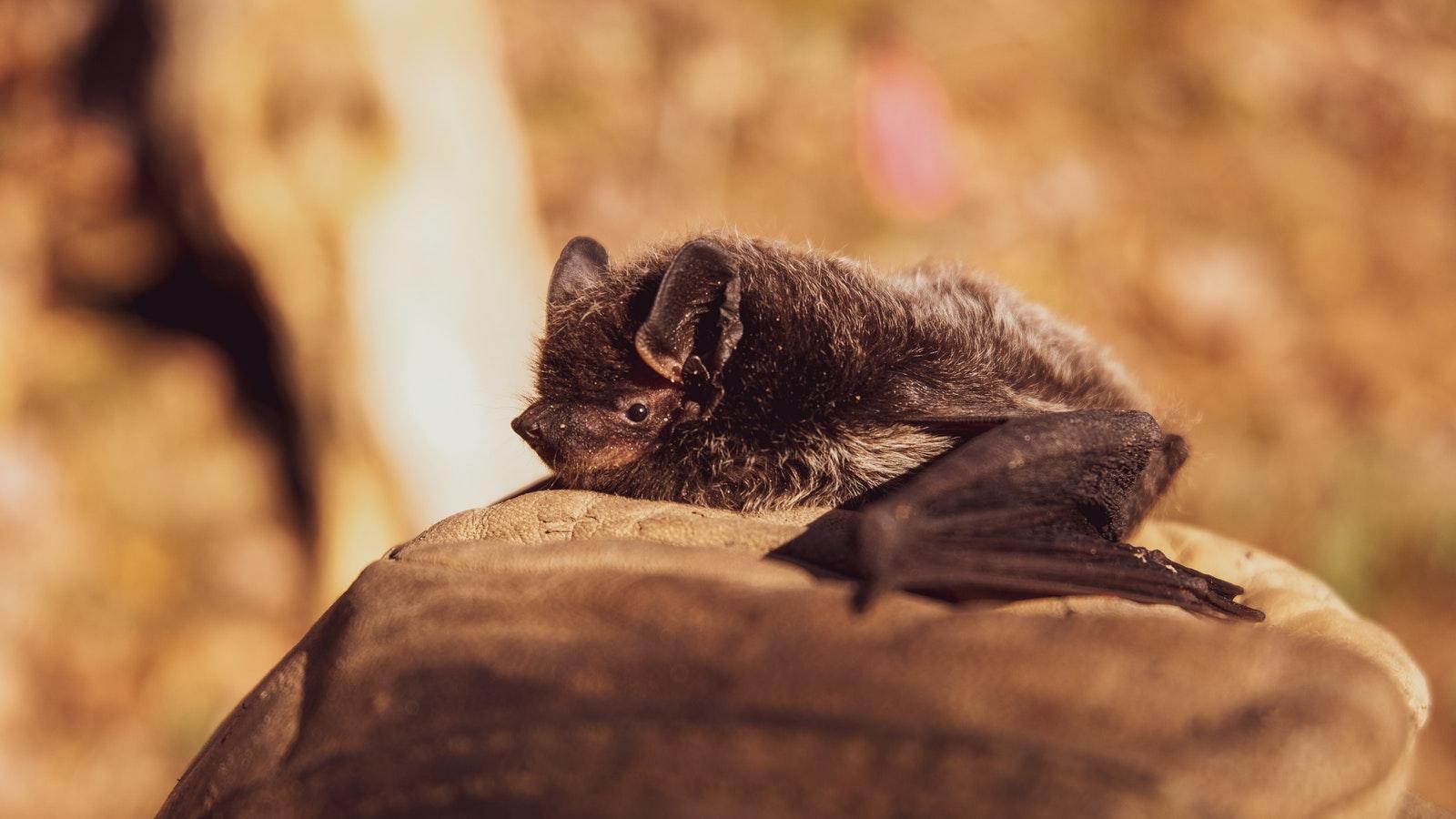 picture of a bat resting on a rock