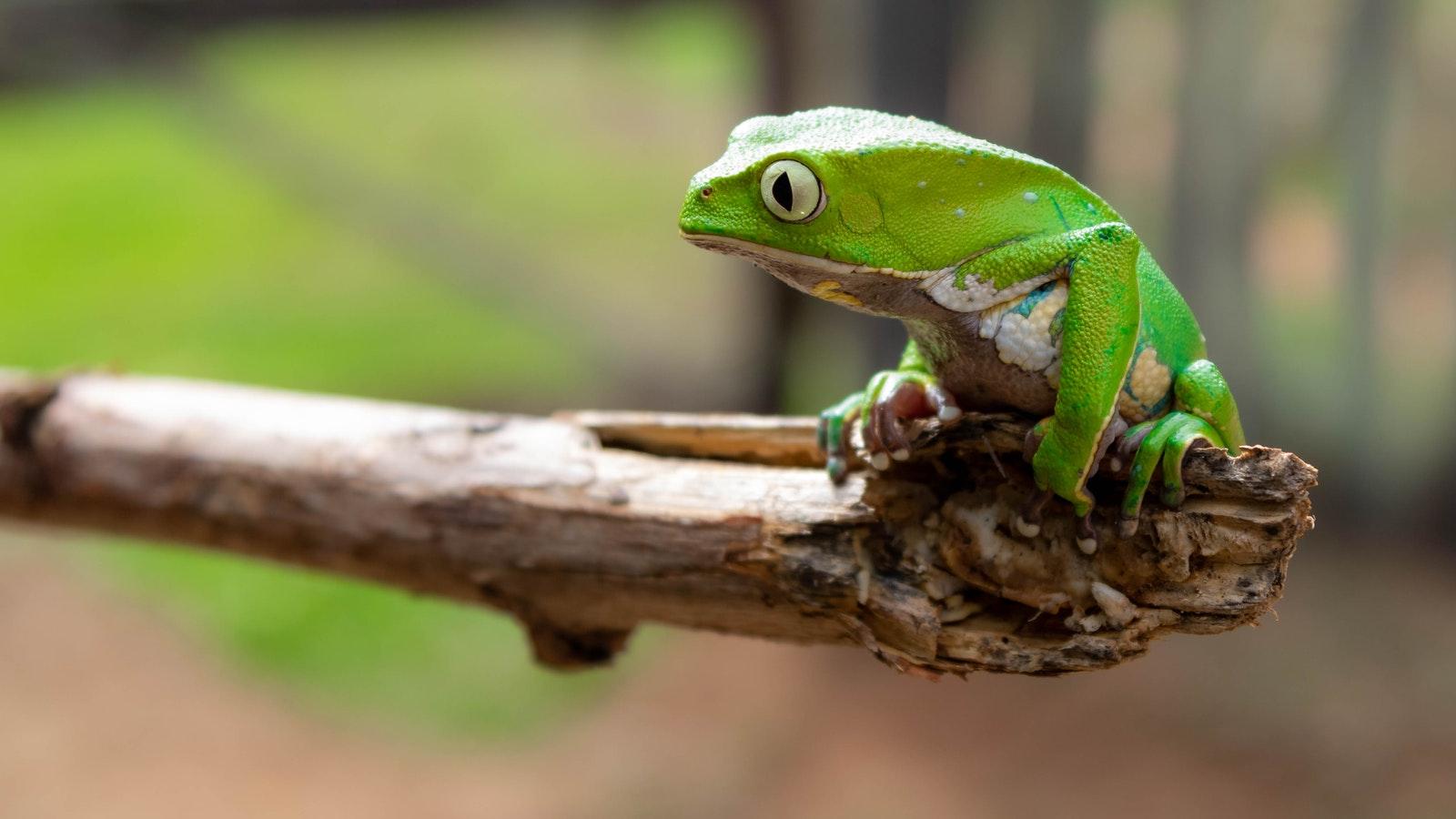 picture of a green tree frog on a branch