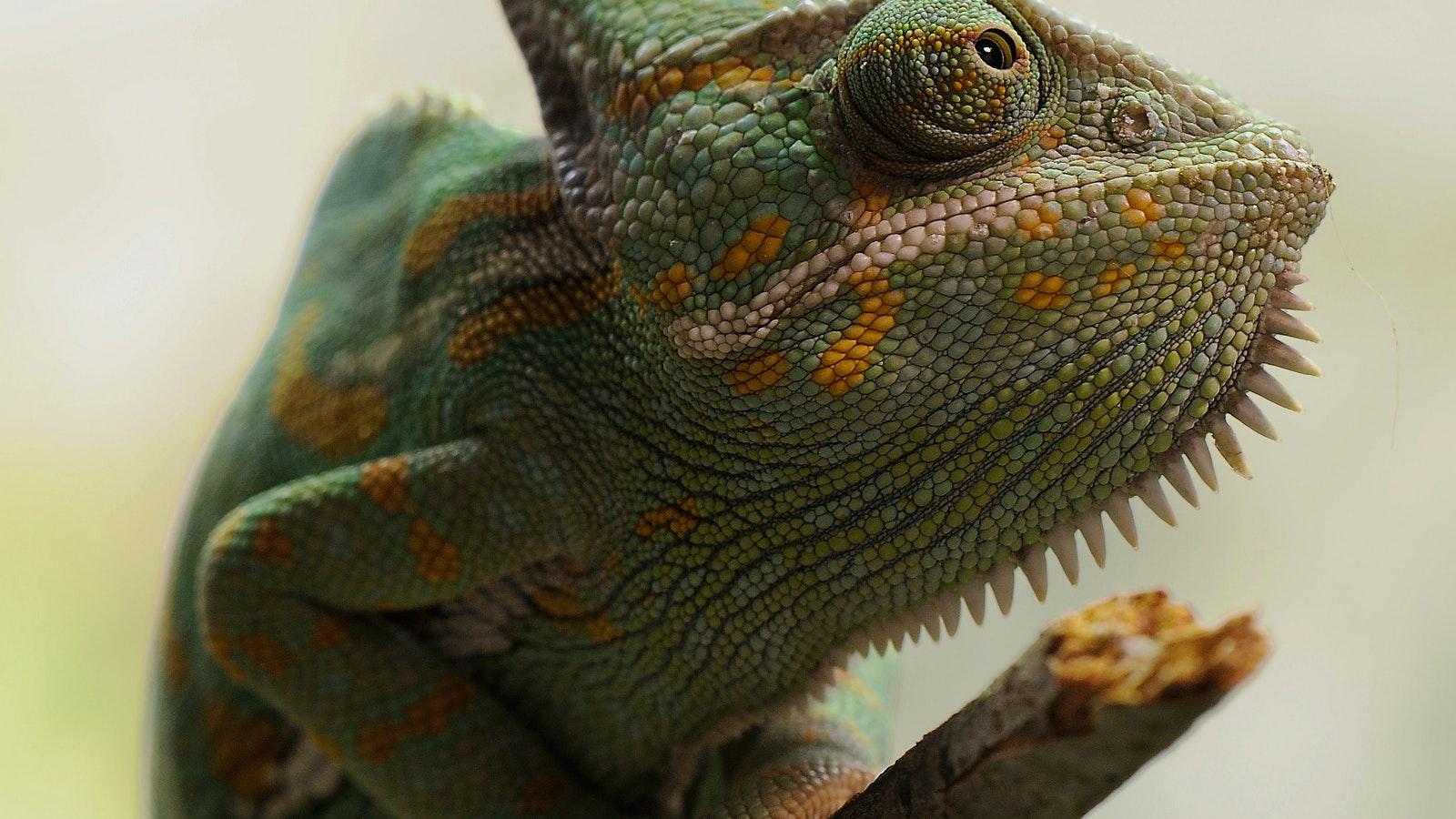 picture of a chameleon on a branch