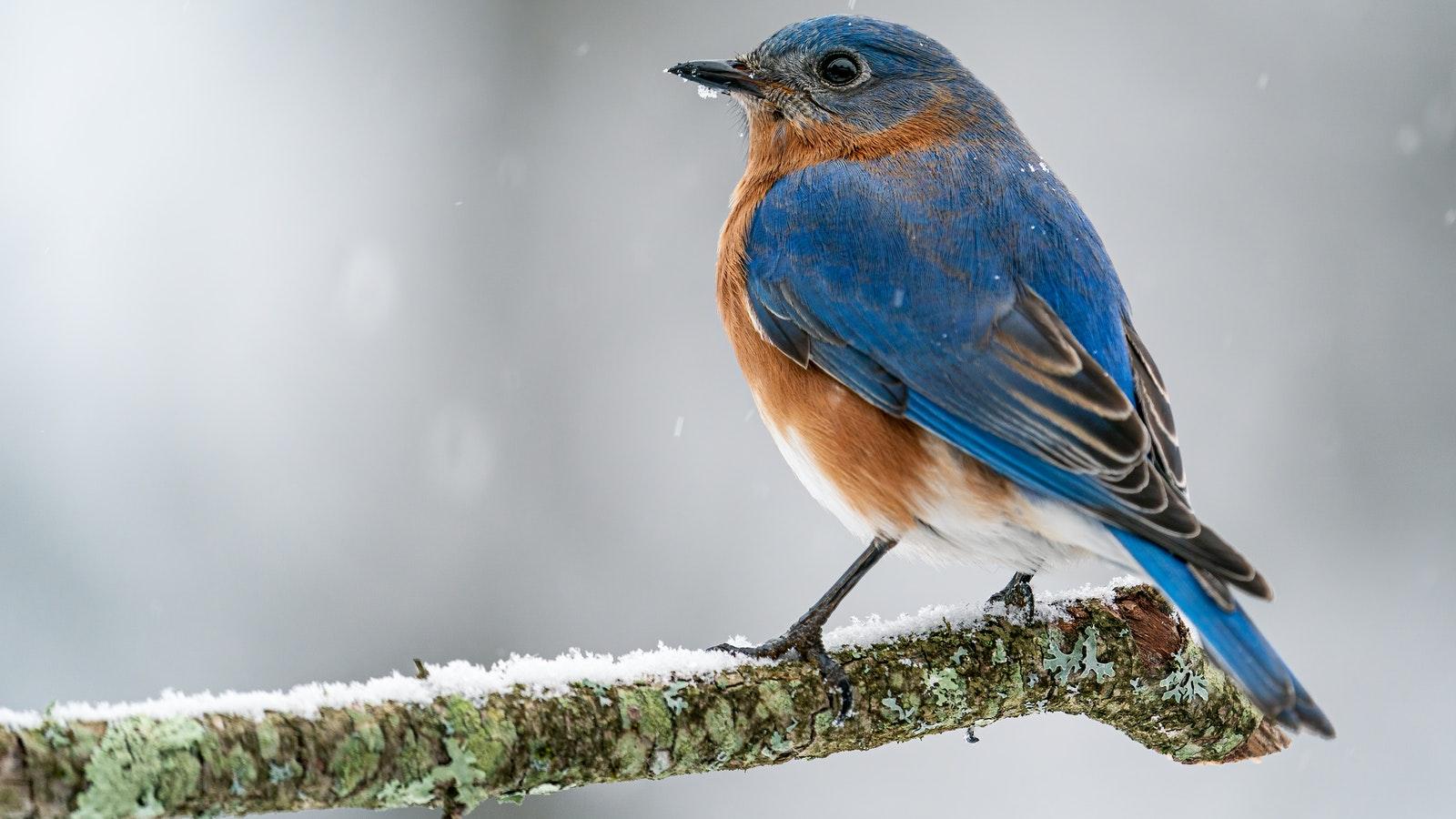 picture of an eastern bluebird on a branch