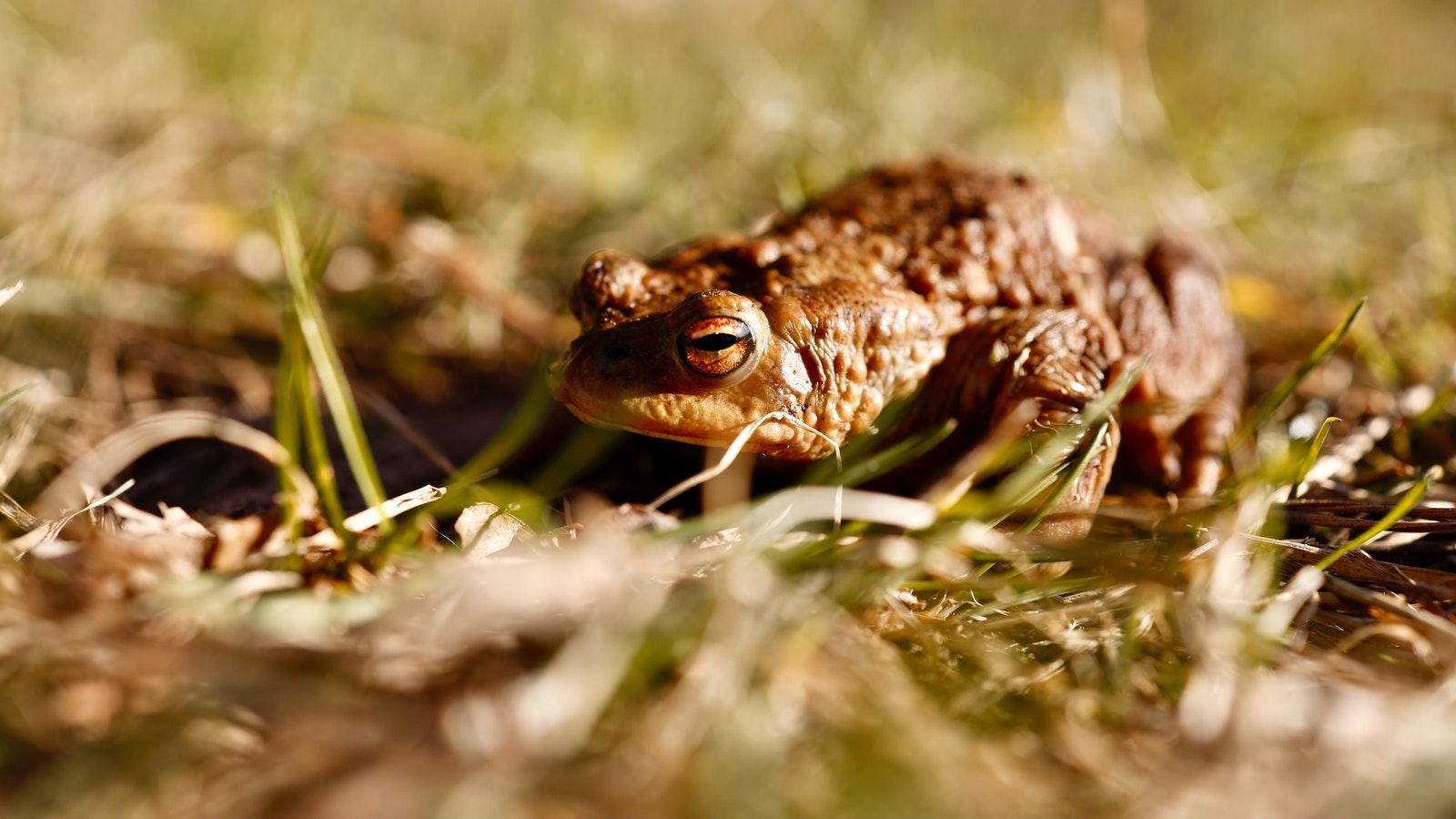 picture of a toad in grass