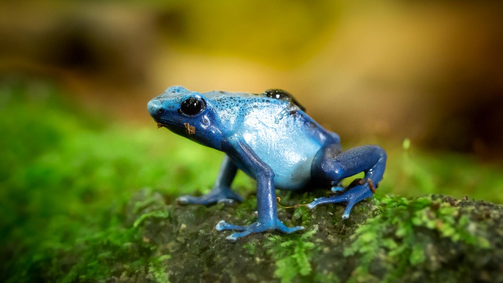 Closeup Photo of Blue Frog on Green Surface