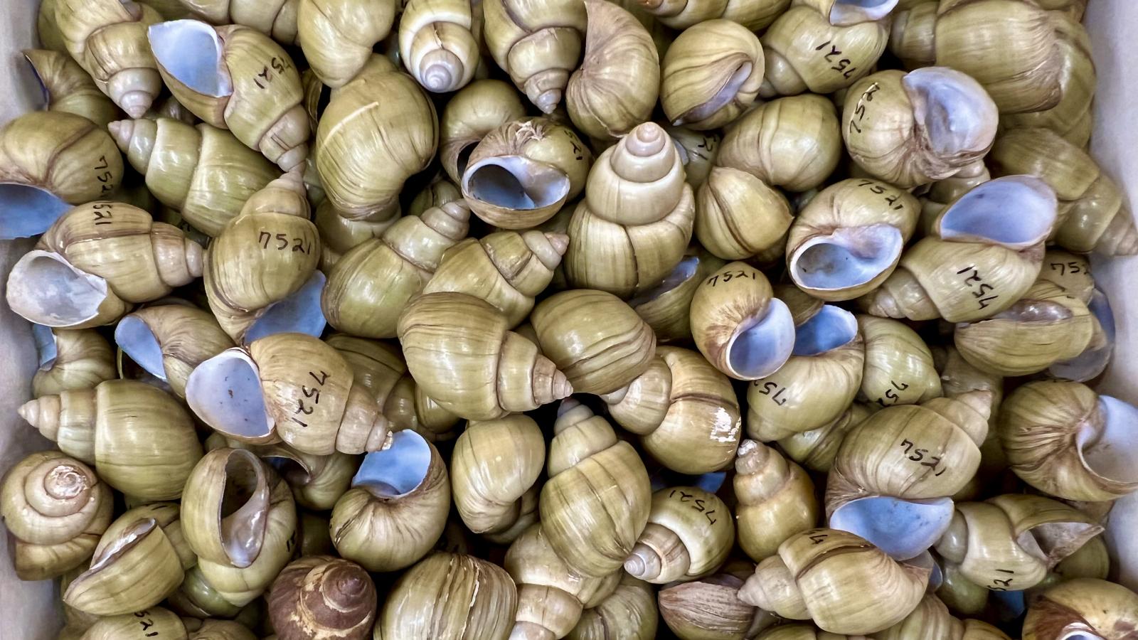 Campeloma sp. snail shells