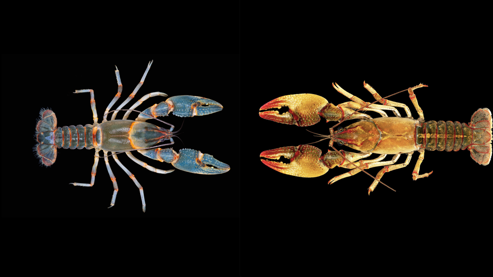 Two freshwater crayfish species, Lacunicambarus freudensteini and Lacunicambarus dalyae, facing eachother