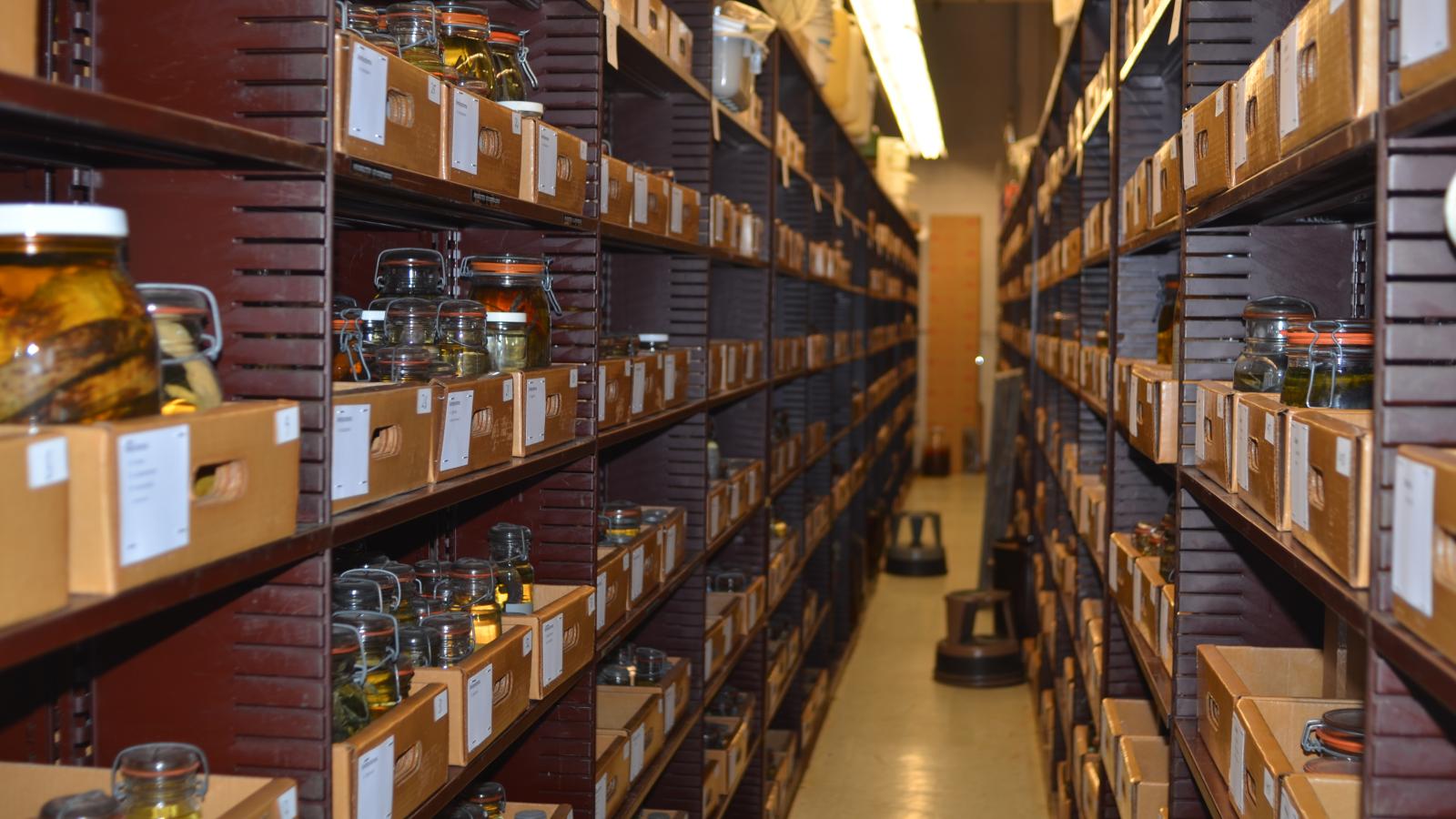 Shelves of jars with fish specimen