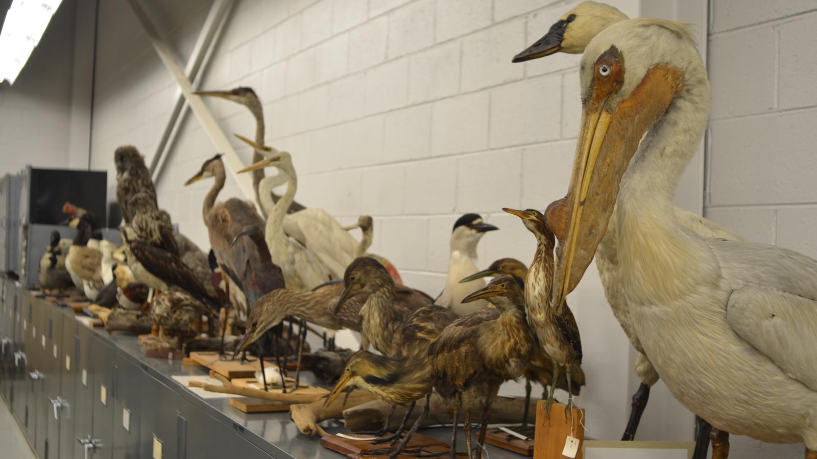 Taxidermy birds on a shelf