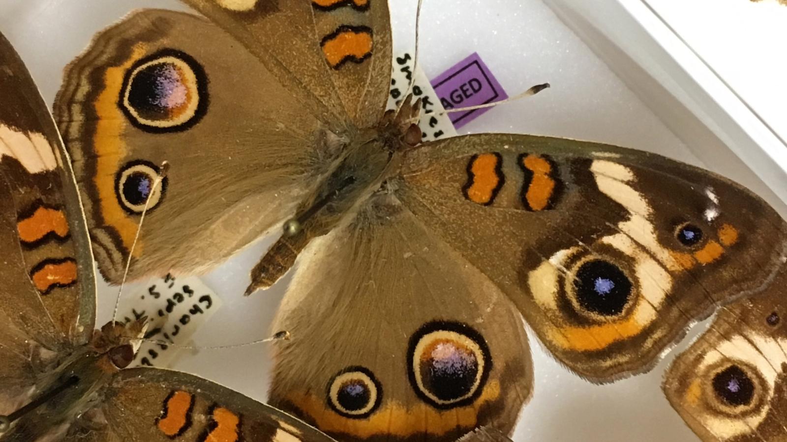 Buckeye butterfly