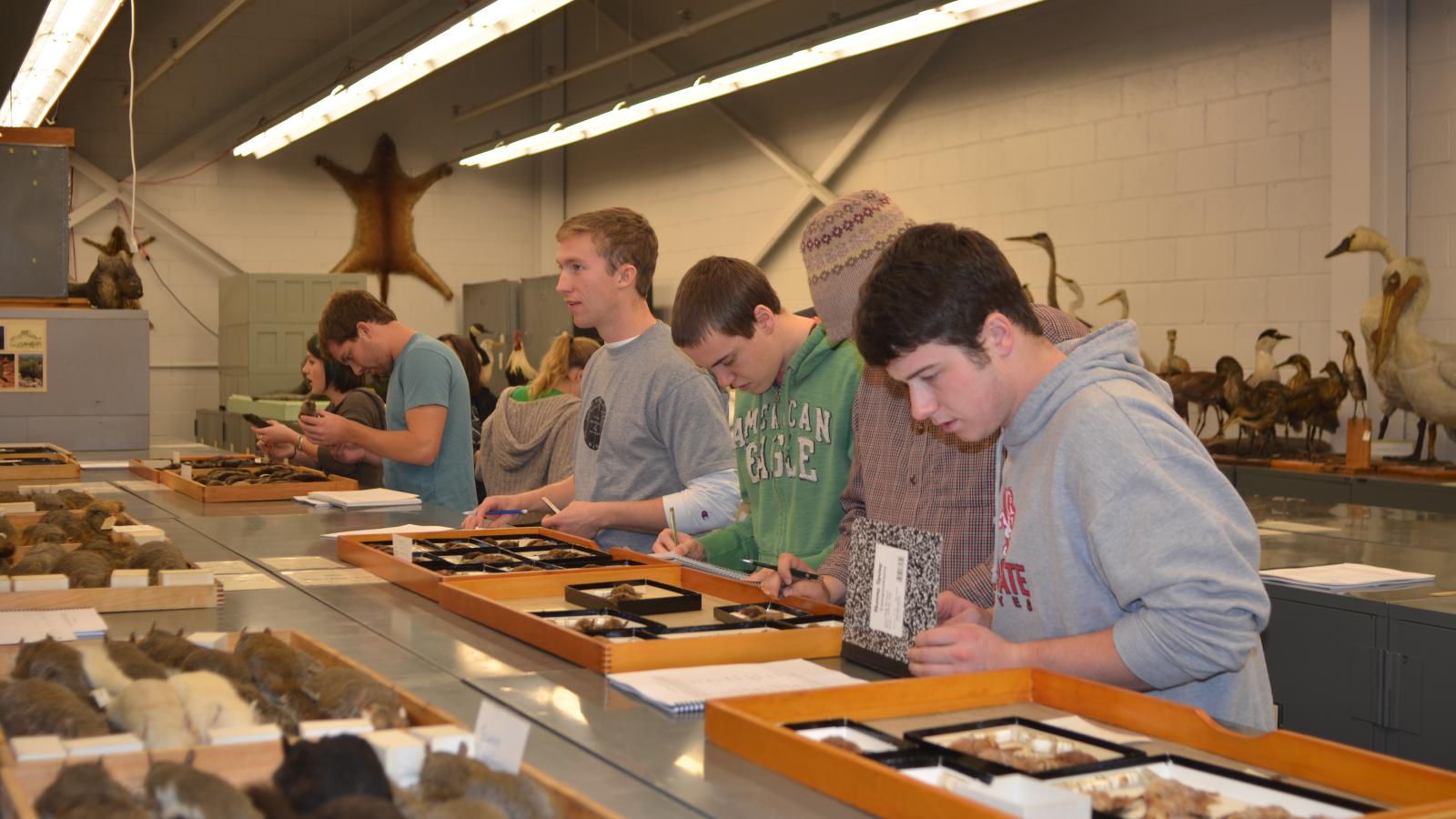 College students looking at small mammal specimen