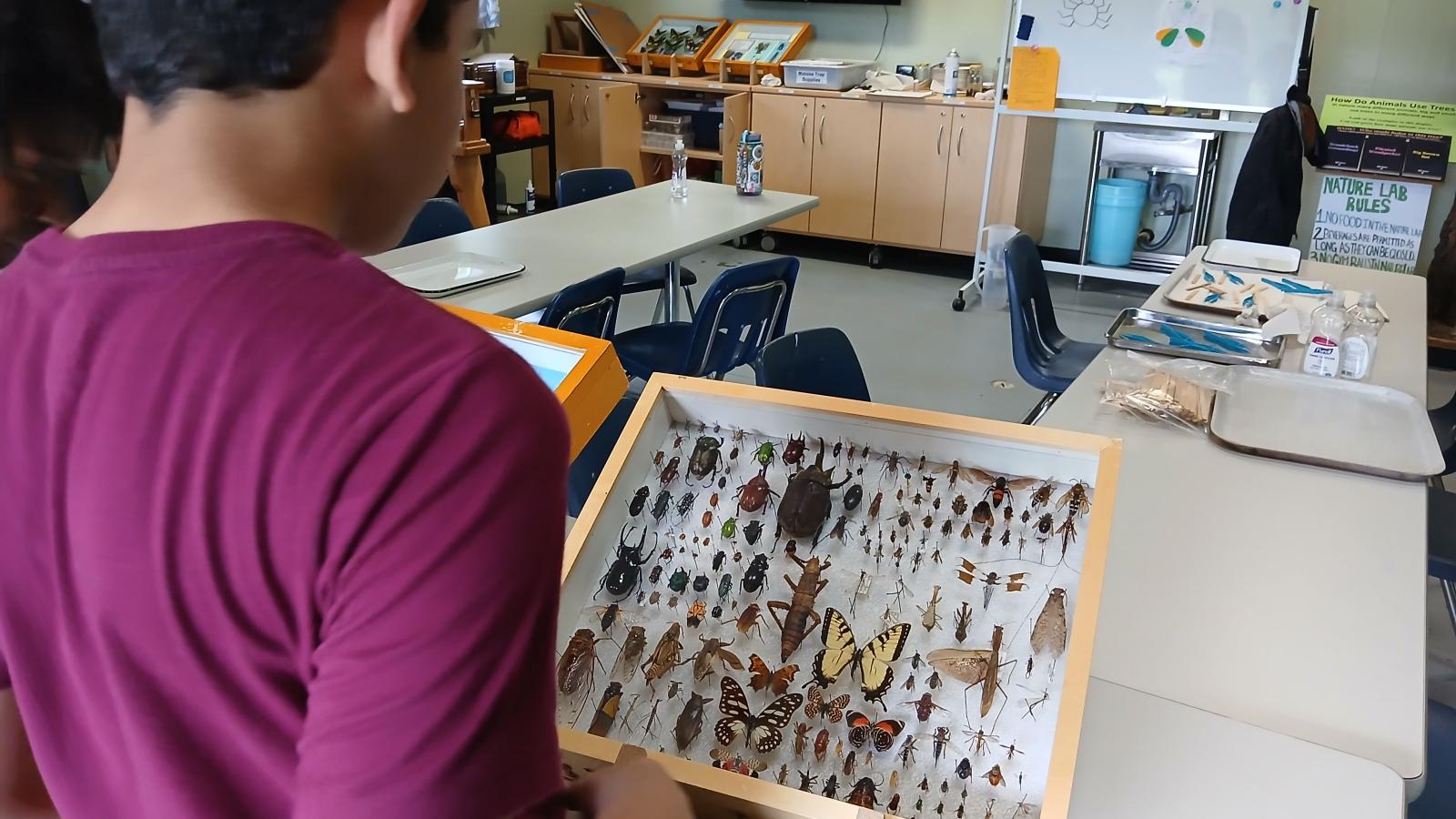Person viewing pinned insect display.
