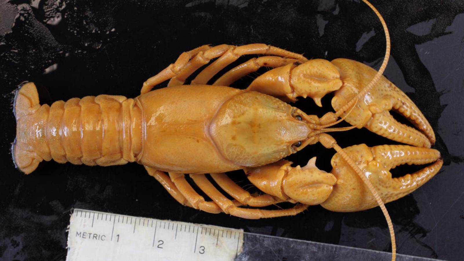 Cambarus carinirostris - crayfish