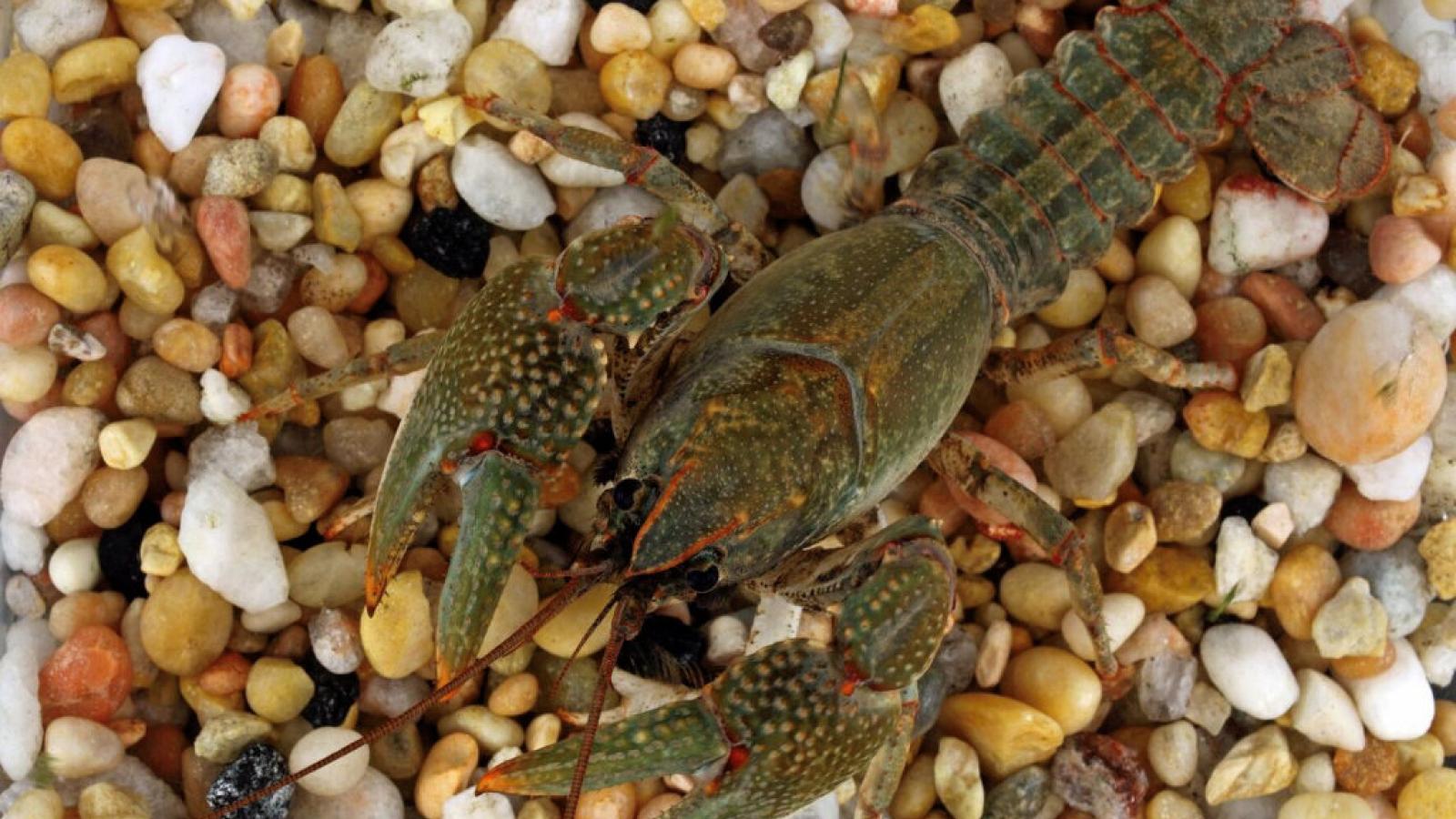 Cambarus polychromatus_OH