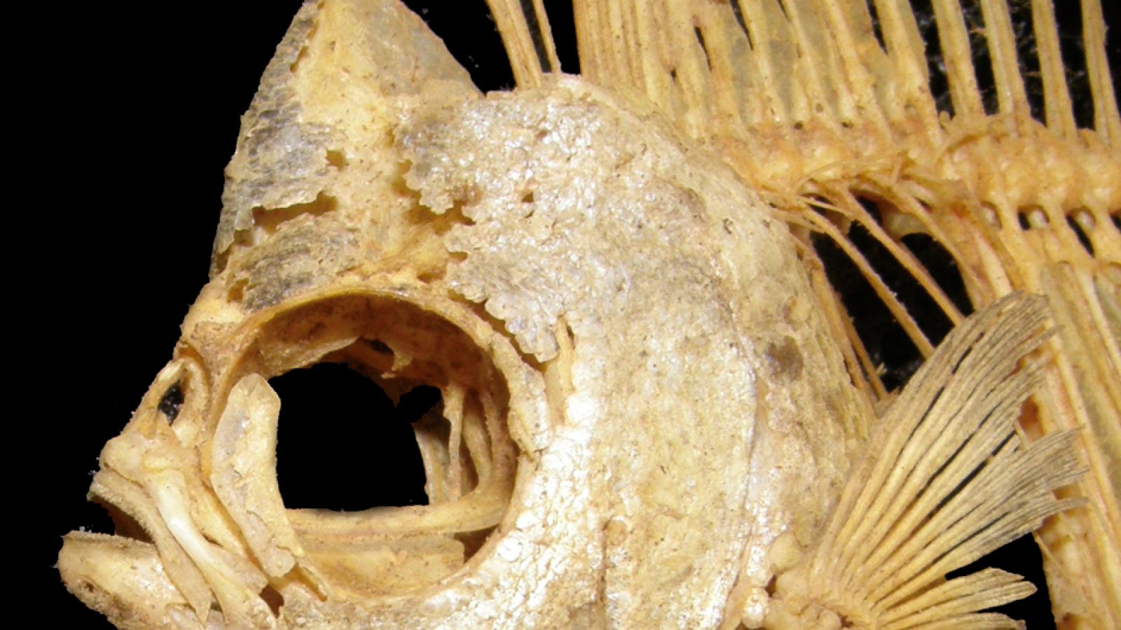 Moonfish Monodactylus