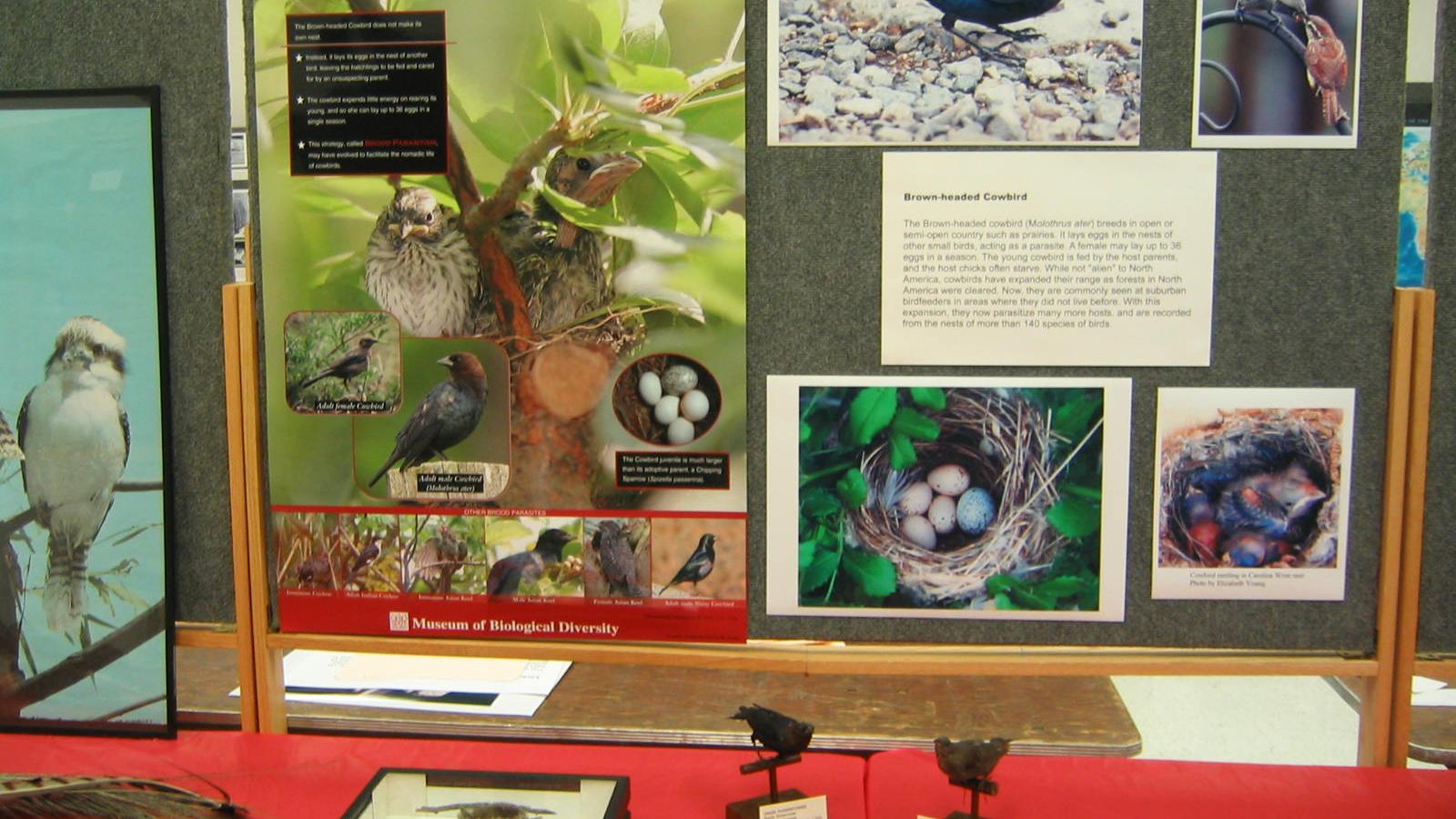 Brood parasitism display from the Tetrapod Collection
