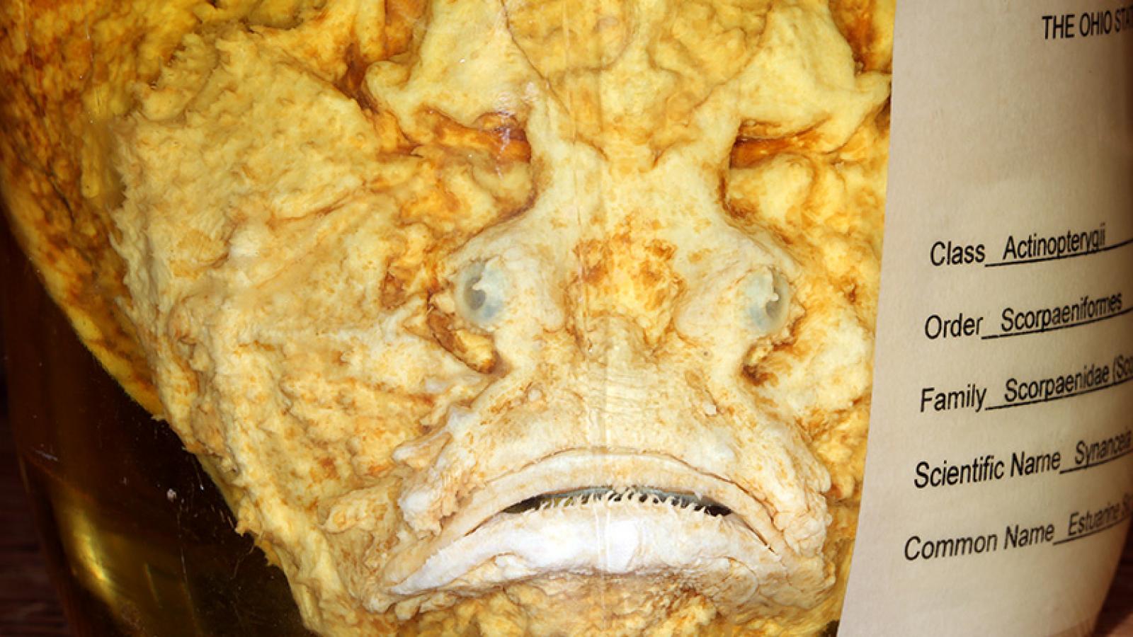 Scorpion fish specimen from the OSU Fish collection