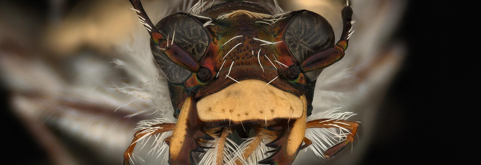 Tiger Beetle (Cicindela hirticollis)