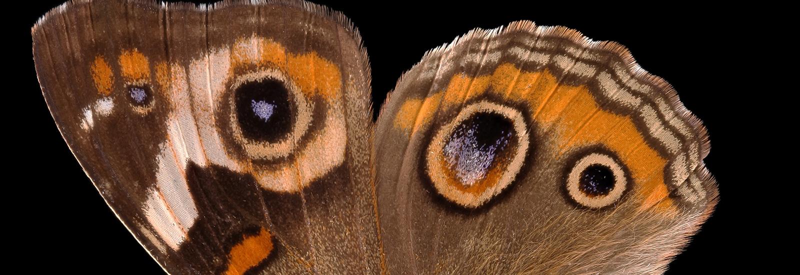Common Buckeye Butterfly (Junonia coenia)