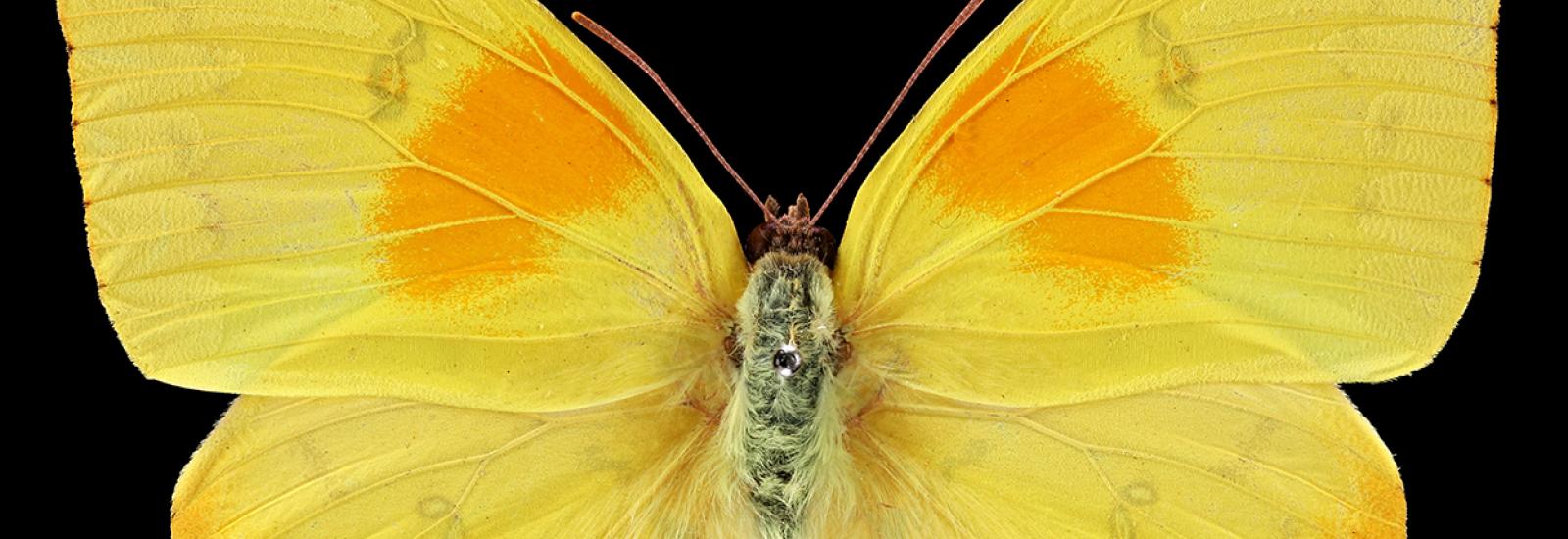 Orange-Barred Sulphur (Phoebis philea)